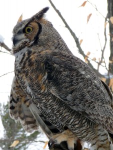 img-owl