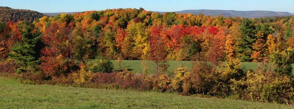 slider-foliage